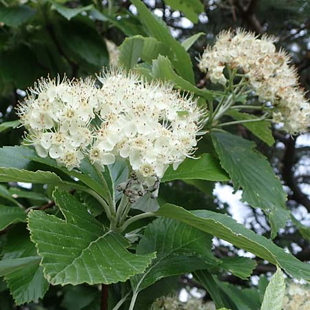 Sorbus pannonica ? \ Pannonische Mehlbeere / Pannonian Whitebeam, A Perchtoldsdorf 7.5.2022