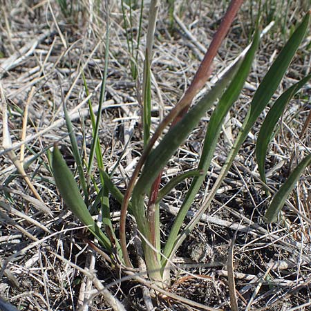 Scorzonera parviflora \ Kleinbltige Schwarzwurzel / Small Viper's Grass, A Seewinkel, Podersdorf 9.5.2012