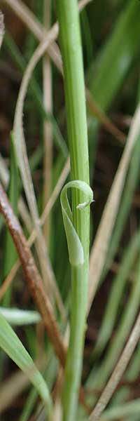 Scorzonera parviflora \ Kleinbltige Schwarzwurzel / Small Viper's Grass, A Siegendorf 13.5.2022