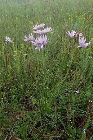 Scorzonera purpurea \ Purpur-Schwarzwurzel, A Siegendorf 13.5.2022