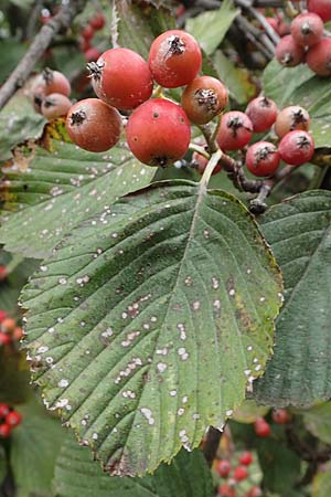 Sorbus aria \ Echte Mehlbeere / Whitebeam, A Hainburg 25.9.2022