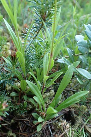 Silene quadrifida \ Alpen-Strahlensame / Alpine Catchfly, A Tragöß 30.6.2019