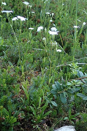 Silene quadrifida \ Alpen-Strahlensame / Alpine Catchfly, A Tragöß 30.6.2019