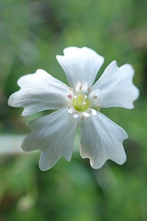 Silene quadrifida \ Alpen-Strahlensame / Alpine Catchfly, A Tragöß 30.6.2019