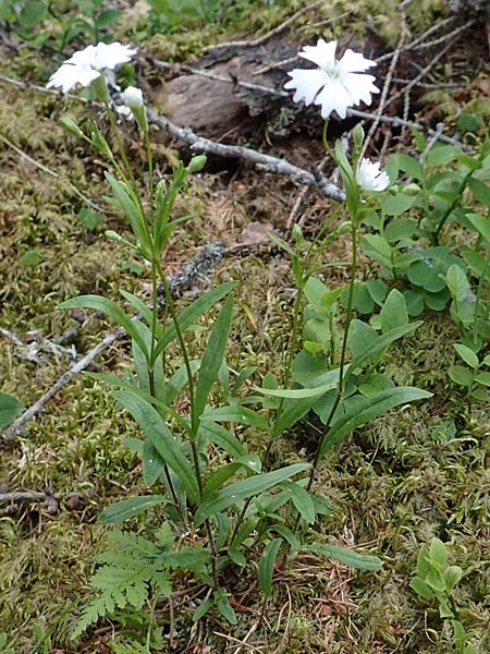 Silene quadrifida \ Alpen-Strahlensame / Alpine Catchfly, A Trenchtling 3.7.2019