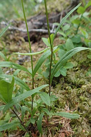 Silene quadrifida \ Alpen-Strahlensame / Alpine Catchfly, A Trenchtling 3.7.2019