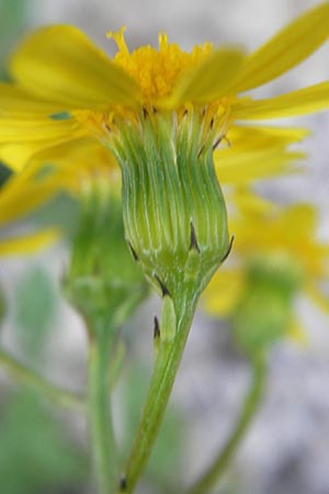 Senecio rupestris \ Felsen-Greiskraut, A Kärnten, Hochobir 1.7.2010