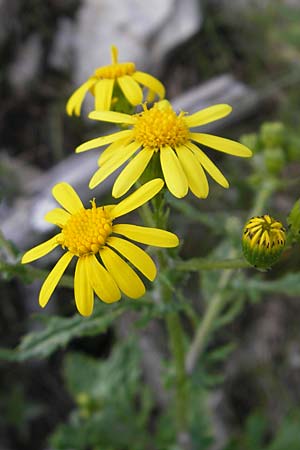 Senecio rupestris \ Felsen-Greiskraut, A Kärnten, Hochobir 1.7.2010