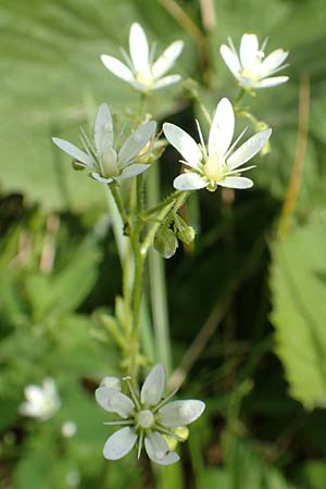 Saxifraga rotundifolia \ Rundblttriger Steinbrech / Round-Leaved Saxifrage, A Rax 28.6.2020