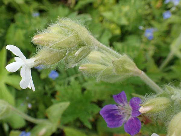 Silene dioica \ Rote Lichtnelke / Red Campion, A Rax 28.6.2020