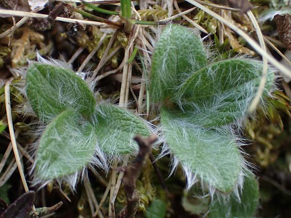 Salix reticulata \ Netzadrige Weide / Net-Leaved Willow, A Wölzer Tauern, Kleiner Zinken 26.6.2021