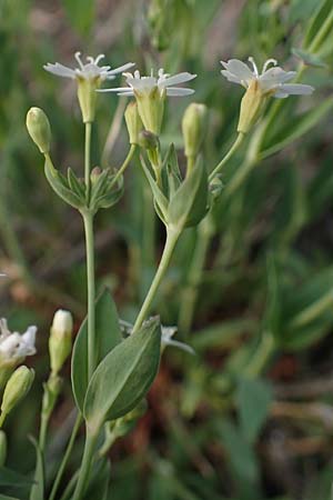 Silene rupestris \ Felsen-Leimkraut, A Gaal 27.6.2021