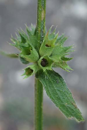 Stachys recta \ Aufrechter Ziest / Yellow Woundwort, A Gumpoldskirchen 9.7.2023