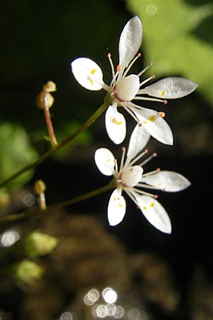 Saxifraga stellaris \ Stern-Steinbrech / Starry Saxifrage, A Malta - Tal / Valley 19.7.2010