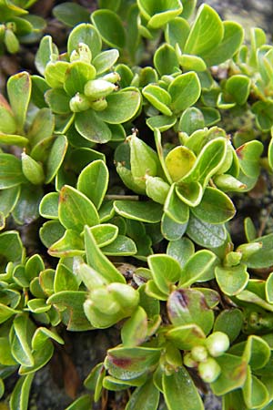 Salix serpillifolia / Thyme-Leaved Willow, A Malta - Valley 19.7.2010