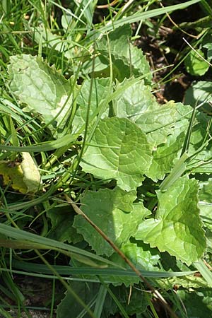 Senecio subalpinus \ Berg-Greiskraut, A Kärnten, Koralpe 9.8.2016