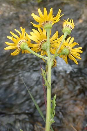 Senecio subalpinus \ Berg-Greiskraut, A Kärnten, Koralpe 9.8.2016