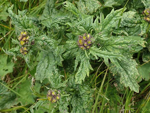 Senecio subalpinus \ Berg-Greiskraut, A Rax 28.6.2020