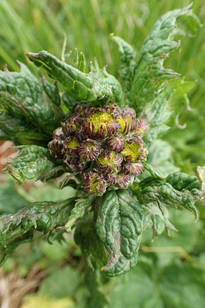 Senecio subalpinus \ Berg-Greiskraut / Mountain Ragwort, A Rax 28.6.2020