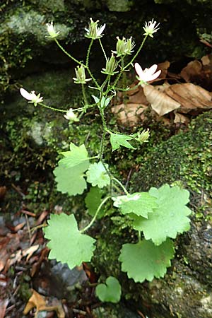 Saxifraga rotundifolia \ Rundblättriger Steinbrech / Round-Leaved Saxifrage, A Weichtal-Klamm 1.7.2020
