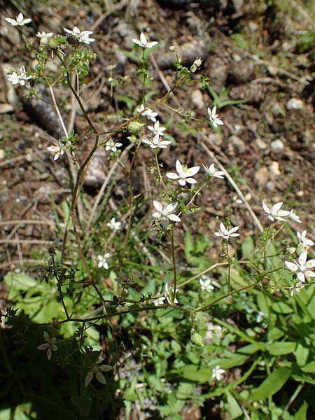 Saxifraga stellaris \ Stern-Steinbrech / Starry Saxifrage, A Seetaler Alpen, Zirbitzkogel 28.6.2021