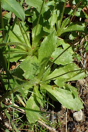 Saxifraga stellaris \ Stern-Steinbrech / Starry Saxifrage, A Seetaler Alpen, Zirbitzkogel 28.6.2021