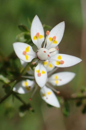 Saxifraga stellaris \ Stern-Steinbrech, A Seetaler Alpen, Zirbitzkogel 28.6.2021