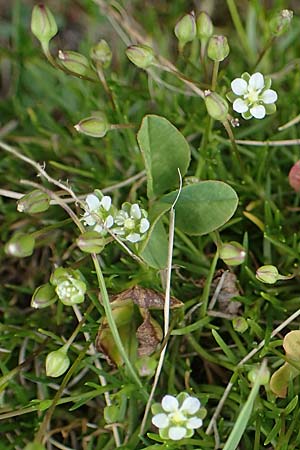 Sagina saginoides \ Alpen-Mastkraut / Alpine Pearlwort, A Seckauer Tauern, Rosenkogel 30.6.2021