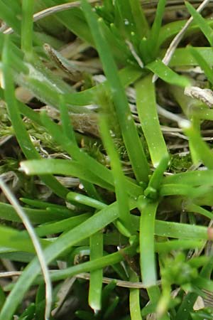 Sagina saginoides \ Alpen-Mastkraut, A Seckauer Tauern, Rosenkogel 30.6.2021