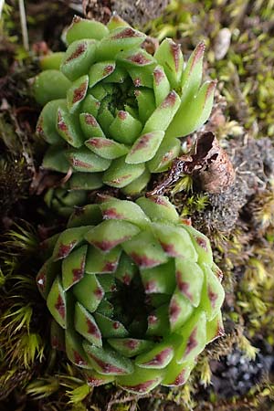 Sempervivum montanum subsp. stiriacum \ Steirische Berg-Hauswurz, A Seckauer Tauern, Brandstätter Törl 1.7.2021