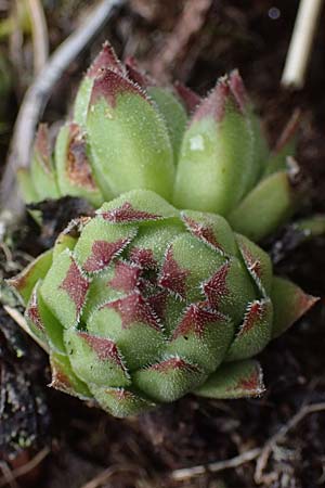 Sempervivum montanum subsp. stiriacum \ Steirische Berg-Hauswurz, A Seckauer Tauern, Brandstätter Törl 1.7.2021