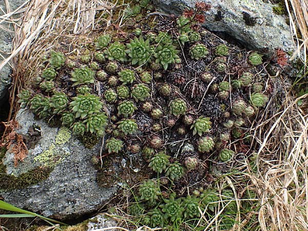 Sempervivum montanum subsp. stiriacum \ Steirische Berg-Hauswurz, A Seckauer Tauern, Brandstätter Törl 1.7.2021