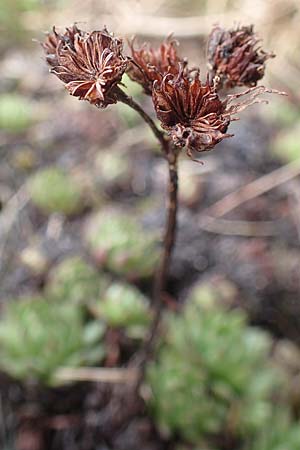 Sempervivum montanum subsp. stiriacum \ Steirische Berg-Hauswurz, A Seckauer Tauern, Brandstätter Törl 1.7.2021