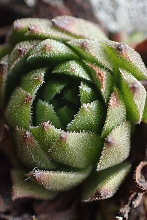 Sempervivum montanum subsp. stiriacum \ Steirische Berg-Hauswurz, A Seckauer Tauern, Brandstätter Törl 1.7.2021