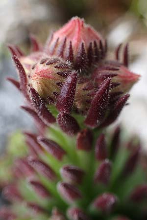 Sempervivum montanum subsp. stiriacum \ Steirische Berg-Hauswurz, A Seckauer Tauern, Brandstätter Törl 1.7.2021