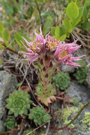 Sempervivum montanum subsp. stiriacum \ Steirische Berg-Hauswurz / Styrian Mountain House-Leek, A Seckauer Tauern, Brandstätter Törl 27.7.2021