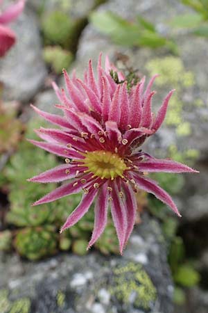 Sempervivum montanum subsp. stiriacum \ Steirische Berg-Hauswurz, A Seckauer Tauern, Brandstätter Törl 27.7.2021