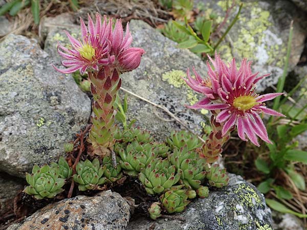 Sempervivum montanum subsp. stiriacum \ Steirische Berg-Hauswurz, A Seckauer Tauern, Brandstätter Törl 27.7.2021