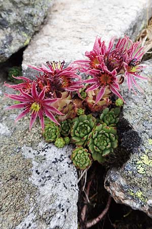 Sempervivum montanum subsp. stiriacum \ Steirische Berg-Hauswurz, A Seckauer Tauern, Brandstätter Törl 27.7.2021