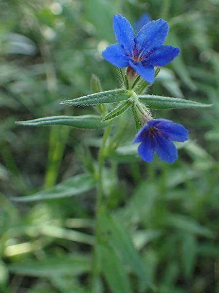 Lithospermum purpurocaeruleum \ Blauroter Steinsame, A Hainburg 14.5.2022