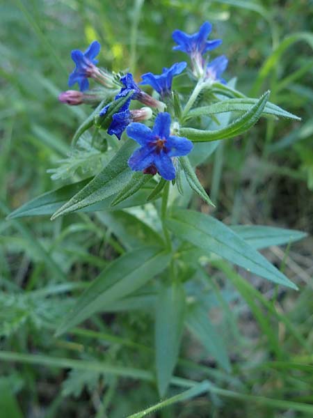 Lithospermum purpurocaeruleum \ Blauroter Steinsame, A Hainburg 14.5.2022