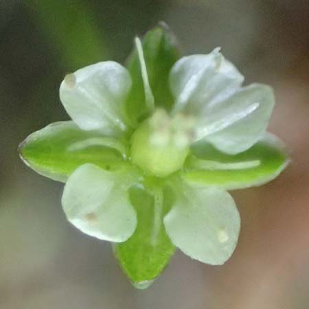 Sagina saginoides \ Alpen-Mastkraut / Alpine Pearlwort, A Kärnten/Carinthia, Koralpe 1.7.2022