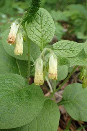 Symphytum tuberosum \ Knotiger Beinwell, A Kärnten, St. Paul im Lavanttal 16.5.2016