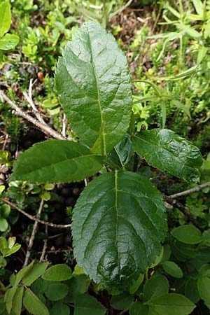 Sorbus chamaemespilus \ Zwerg-Mehlbeere, Berg-Mehlbeere, A Schneealpe 30.6.2020