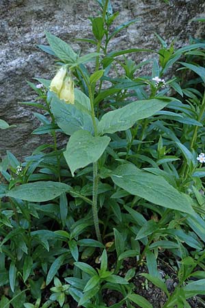 Symphytum tuberosum \ Knotiger Beinwell, A Seetaler Alpen, Zirbitzkogel 28.6.2021