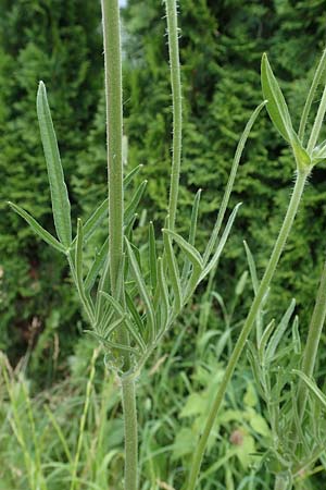 Knautia arvensis \ Acker-Witwenblume / Field Scabious, A Pölstal-Oberzeiring 30.6.2021