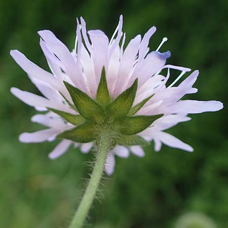 Knautia arvensis \ Acker-Witwenblume, A Pölstal-Oberzeiring 30.6.2021