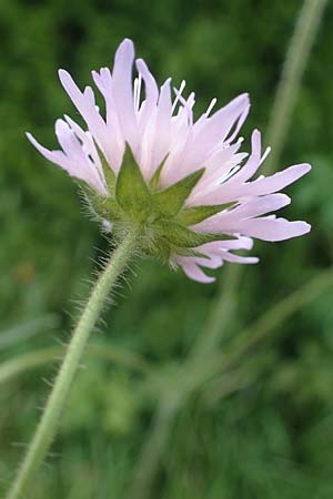 Knautia arvensis \ Acker-Witwenblume / Field Scabious, A Pölstal-Oberzeiring 30.6.2021