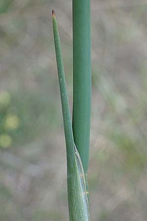 Schoenoplectus tabernaemontani \ Tabernaemontanus' Flechtbinse, Salz-Teichsimse, A Seewinkel, Apetlon 12.5.2022