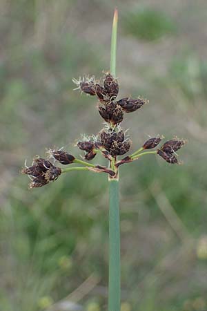 Schoenoplectus tabernaemontani \ Tabernaemontanus' Flechtbinse, Salz-Teichsimse, A Seewinkel, Apetlon 12.5.2022